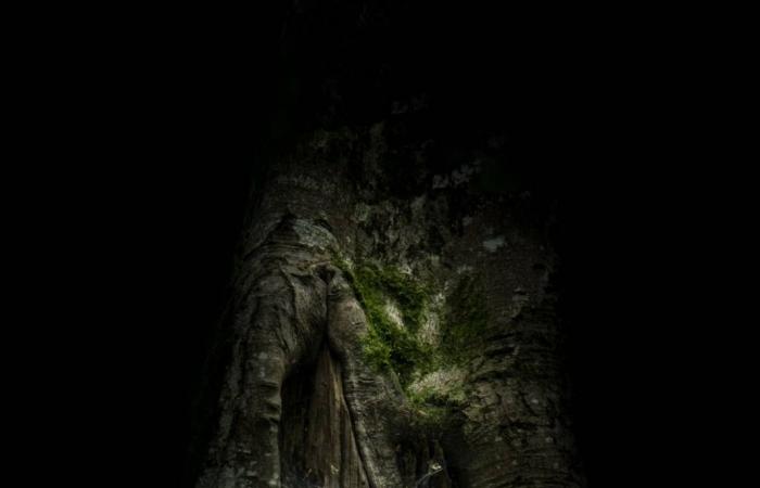 On the lookout with wildlife photographer Bastien Prévost in Haute Corrèze