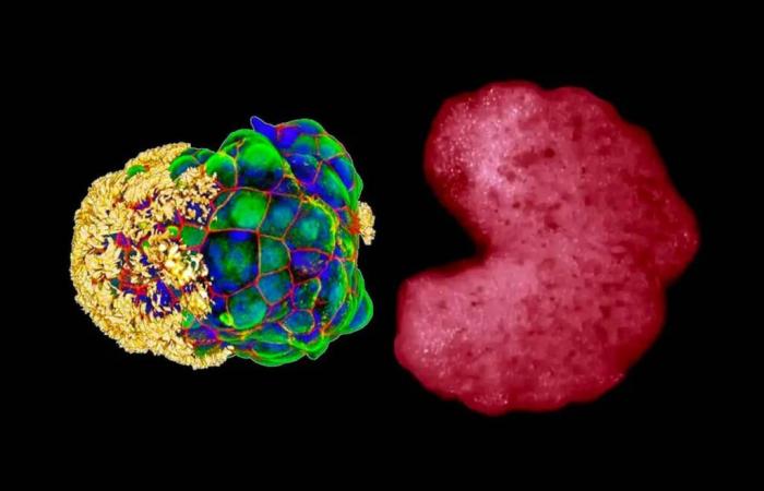 Scientists confirm a ‘third state’ between life and death