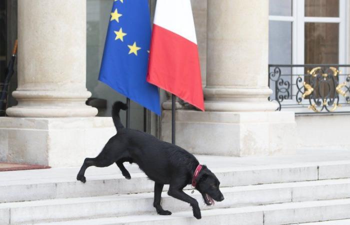 Emmanuel Macron welcomes two new dogs to the Elysée, what did he call them?