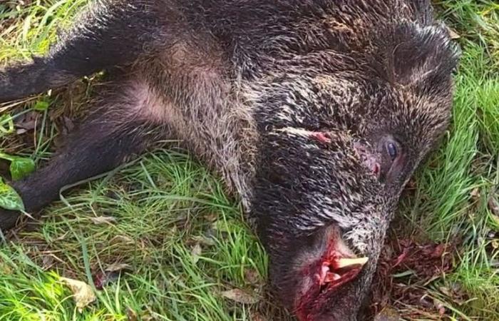 A wild boar weighing 167 kg taken during an administrative hunt in L'Isle-Arné, a record in Gers