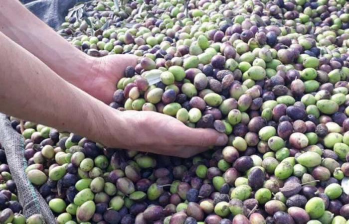 Tunisia: Expectations of improved olive oil production and competitive prices for the new season