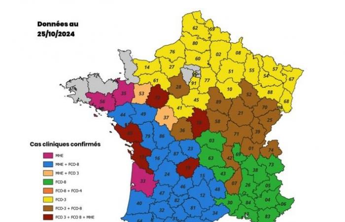 FCO-3: the number of cases is increasing, vaccination is still recommended