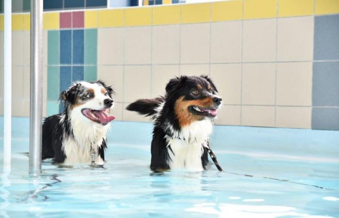 In the Eure, a Christmas swim with your dog