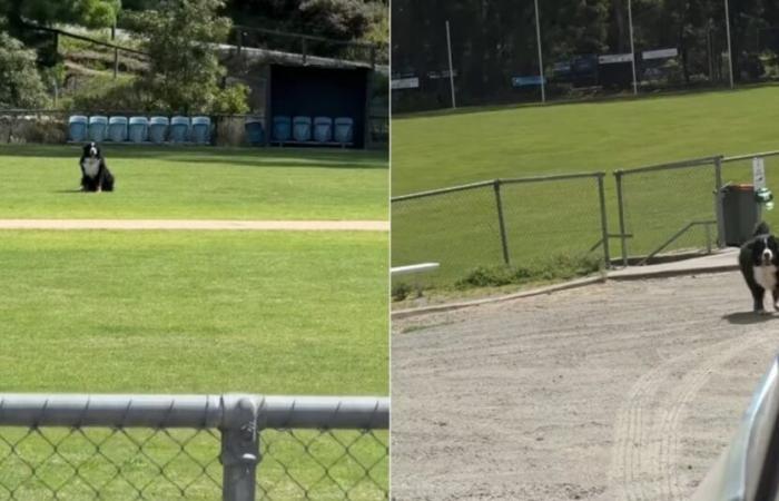 The owner of a Bernese Mountain Dog refusing to leave the park takes drastic action to convince her (video)