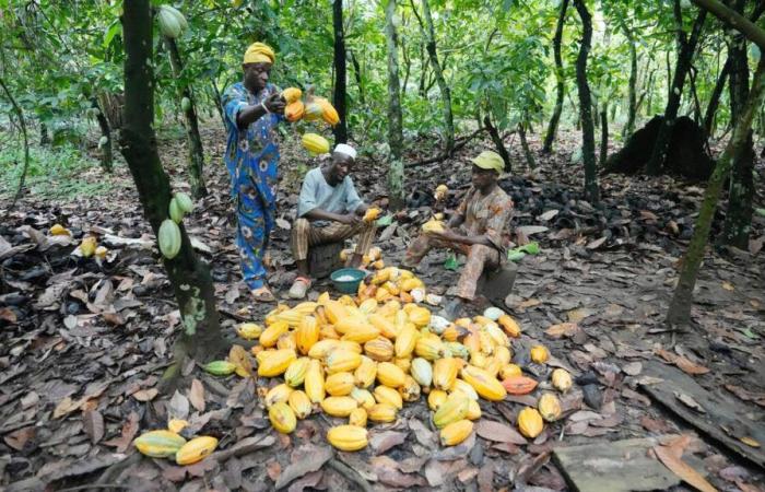 The postponement of the European law on deforestation worries major chocolate producers, including Nestlé