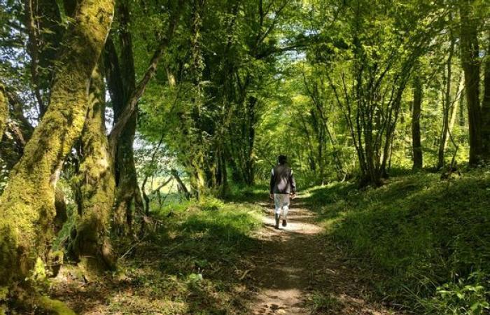 Conferences, workshops, walks… Succumb to the “song of the forests” in Creuse