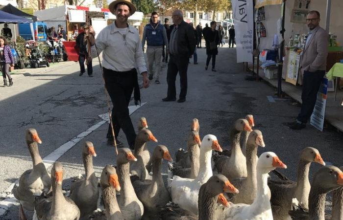 Saint-Martin fairs in the Gers: a weekend of festivities in Lectoure and L'Isle-Jourdain