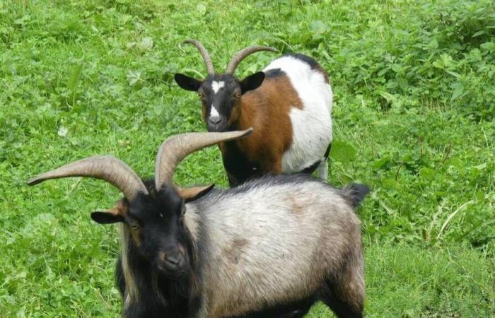 In Rennes, three men convicted of stealing and cutting up a goat belonging to the ecomuseum