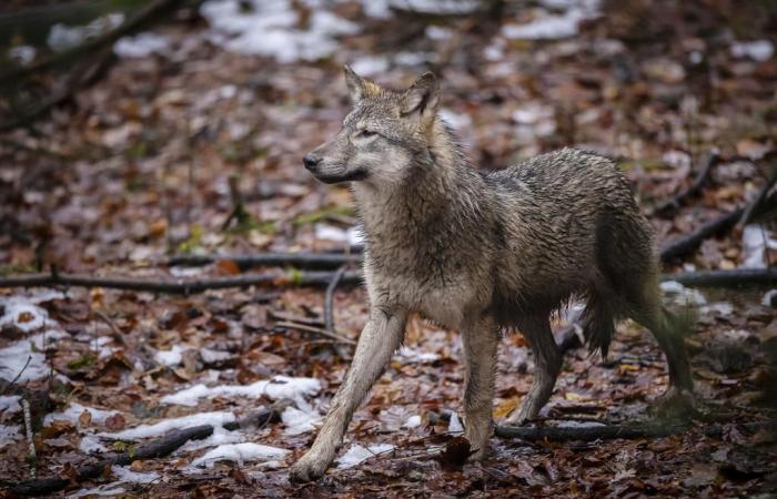 Fewer wolf attacks but more shooting authorizations