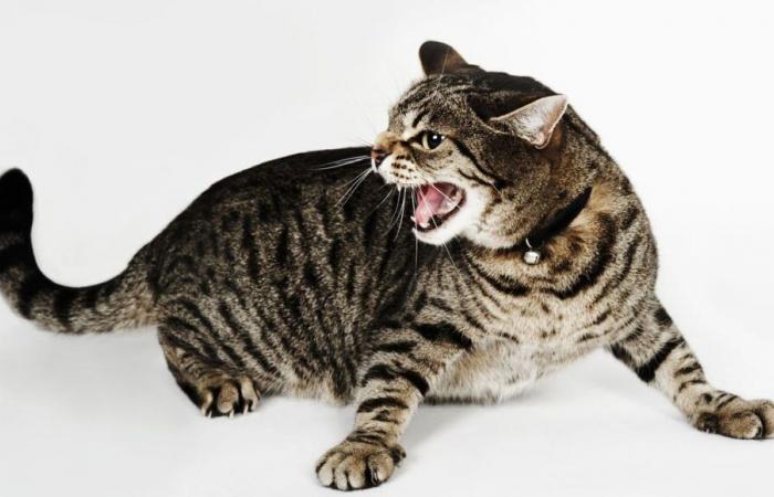 Tiger cat syndrome: understanding and managing this disorder