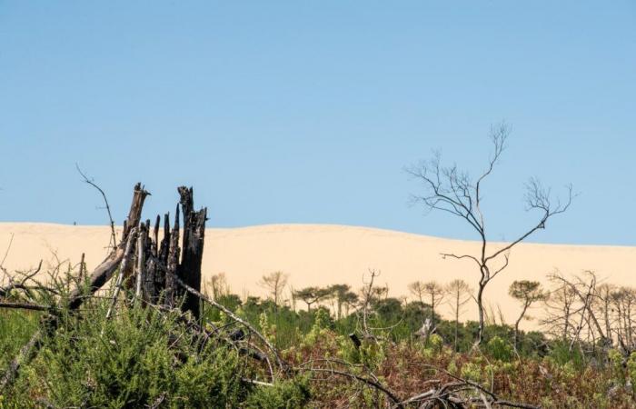 In La Teste-de-Buch, the user forest devastated by the fires of 2022 is looking for its future