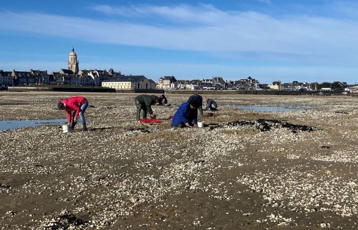 Shellfish fishing prohibited in the Loire estuary by prefectural decree