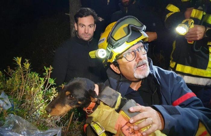 The great story of the day: an incredible 72-hour intervention to rescue a dog stuck in a cavity