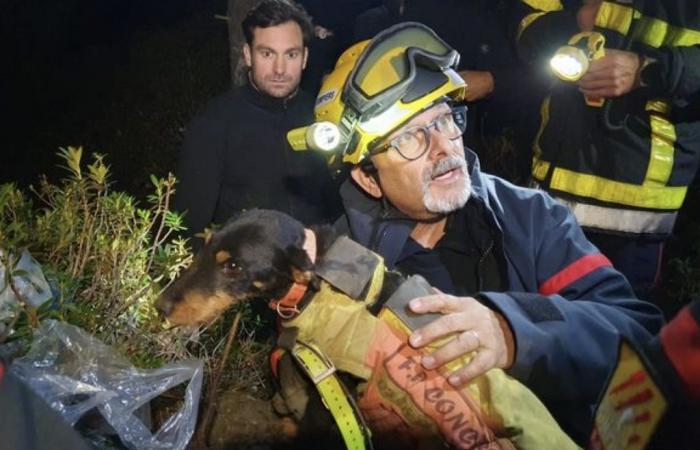 the incredible rescue of a dog in a cavity in the Pyrénées-Orientales