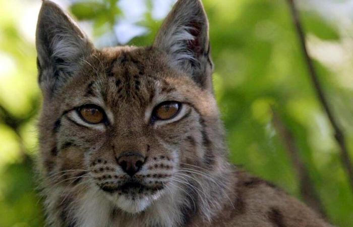 50 years ago, the boreal lynx was reintroduced in the Jura Arc, in the heart of Creux-du-Van (NE) – rts.ch