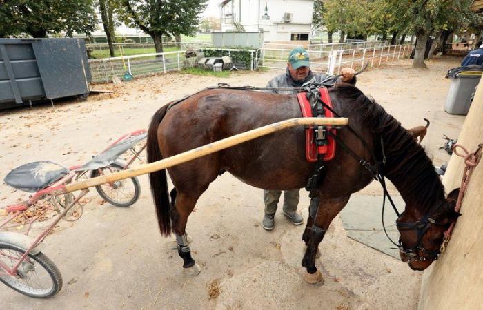 “No play, no racing, no work”: horse racing professionals in Tarn-et-Garonne worried about their fate