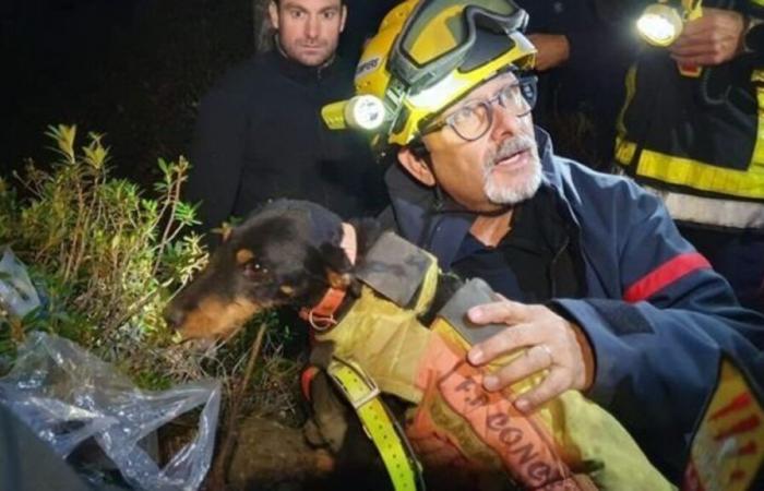 Firefighters and cavers… The spectacular rescue of a dog trapped since Saturday in the Pyrénées-Orientales