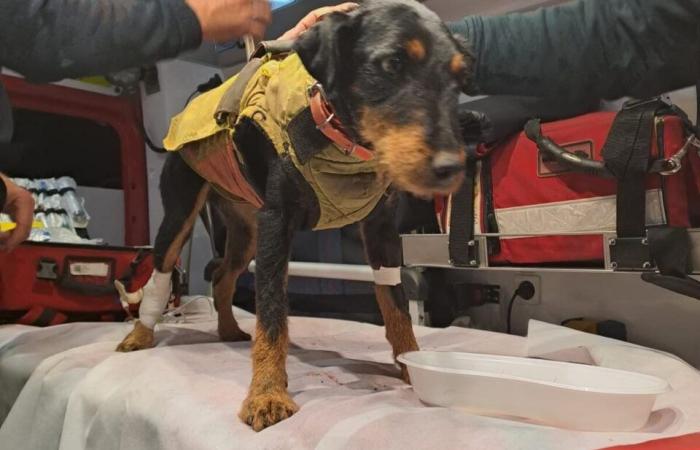 the incredible rescue of a dog in a cavity in the Pyrénées-Orientales