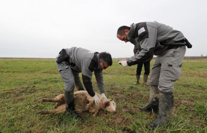 Did the wolf attack sheep in Charente-Maritime?