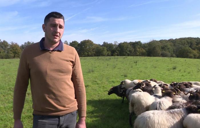 in the Landes, herds decimated by bluetongue