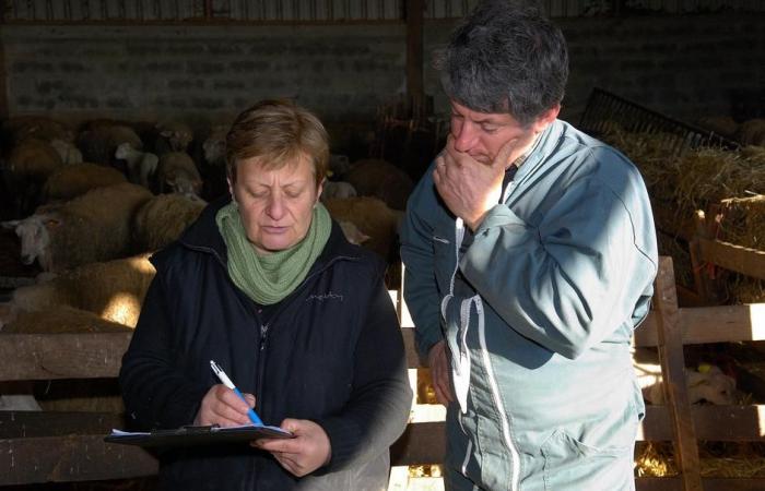 Nicolas Merle: Haute-Loire was a test department, and “it works” | Agriculture Massif central