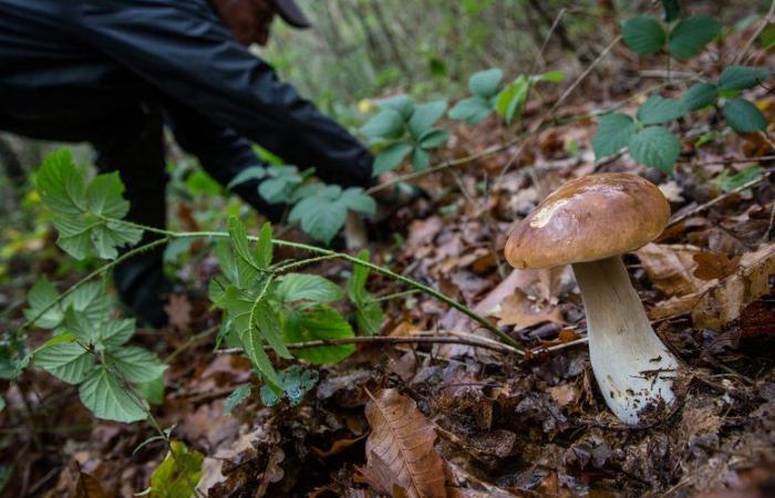 “Help me, I’m going to die!”: the hunter mistakes him for a wild boar and shoots him, his leg amputated, the mushroom picker testifies