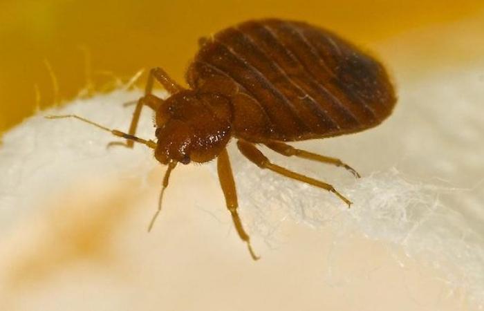 Bedbugs reported in federal buildings in Gatineau