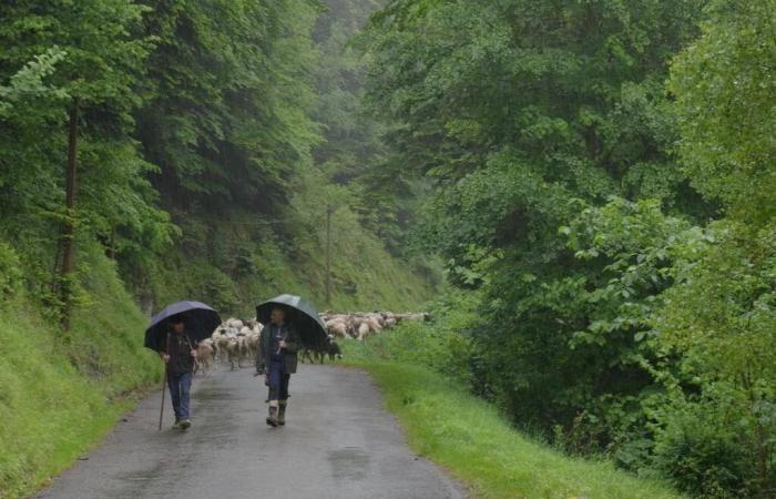 Cocumont filmmaker Bernard Lataste pays tribute to the heritage of the Aure shepherds