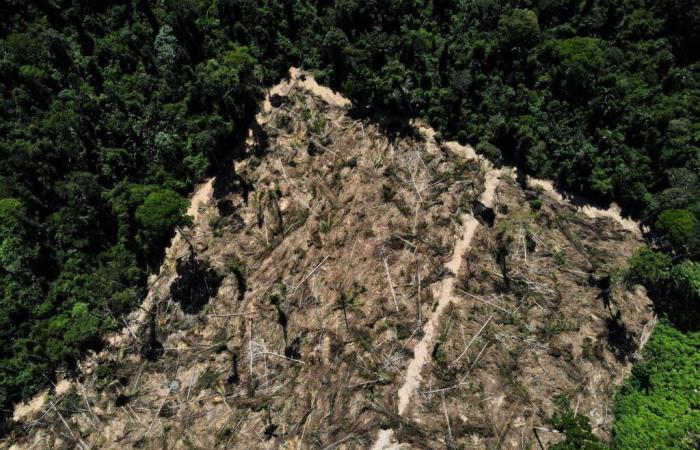 Deforestation in the Brazilian Amazon at its lowest level in nine years