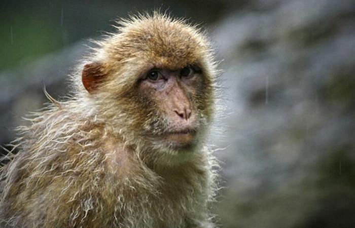 Dozens of monkeys escape from a research center, “no risk to health” assures the police