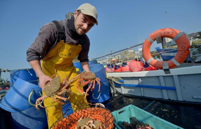 What is Spider, a study to understand the proliferation of sea spiders on our coasts?