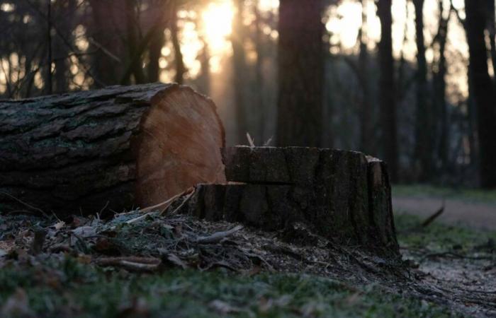 Beauvais. Opac de l'Oise will cut down 24 trees as part of the demolition of a building