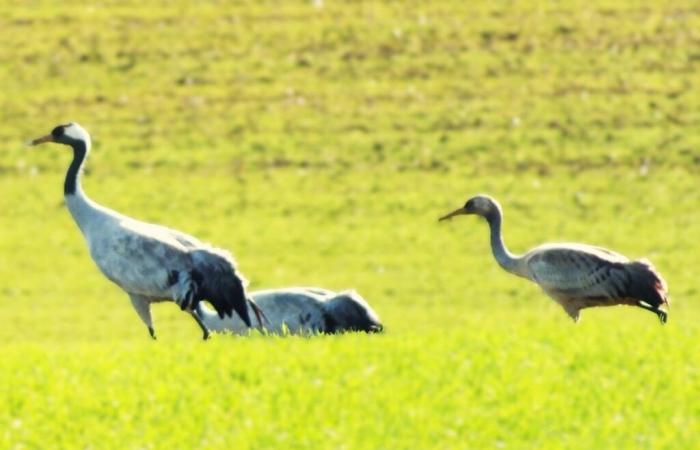 Hundreds of common cranes above Haute-Marne