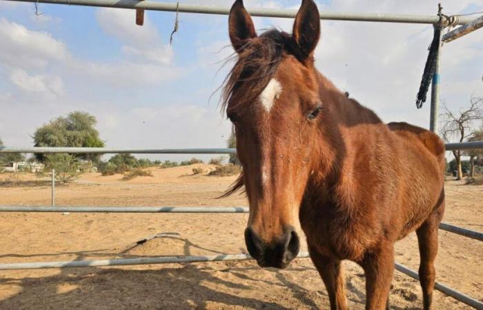 Isère. Horse dies when hit by car