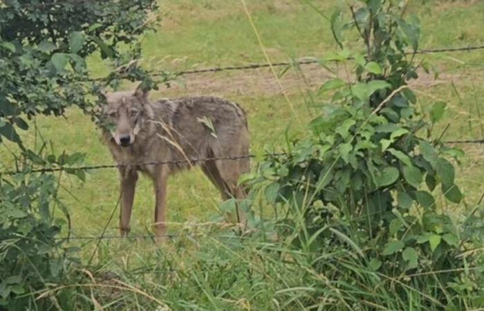 Franche-Comté. A fifth wolf killed in Doubs