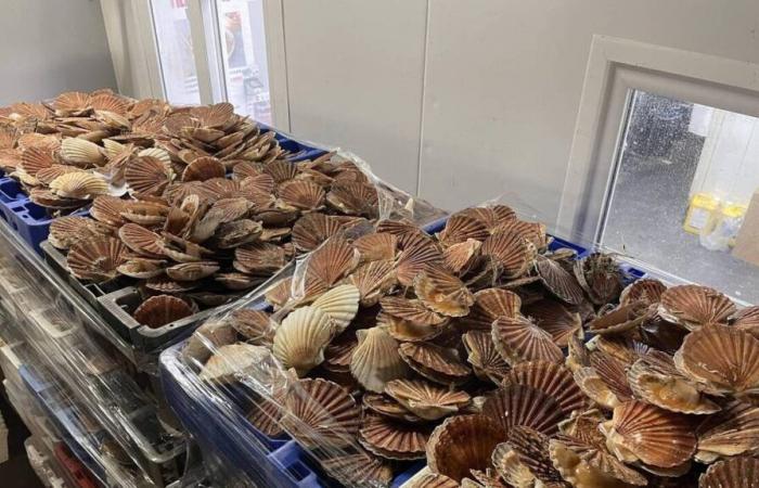 It is once again possible to harvest scallops from Brest harbor