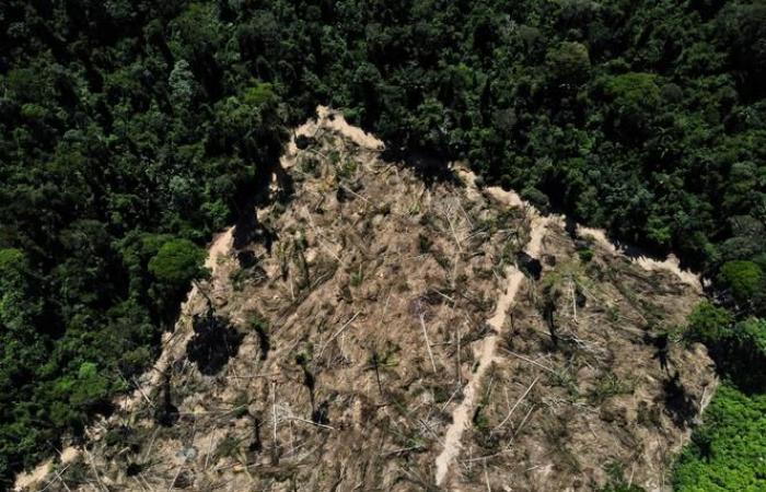 Deforestation in the Brazilian Amazon at its lowest level in nine years