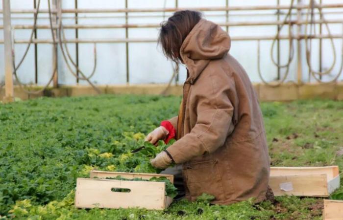 A farmer from Couserans selected for the 2025 edition of the “Belles des Prés” calendar