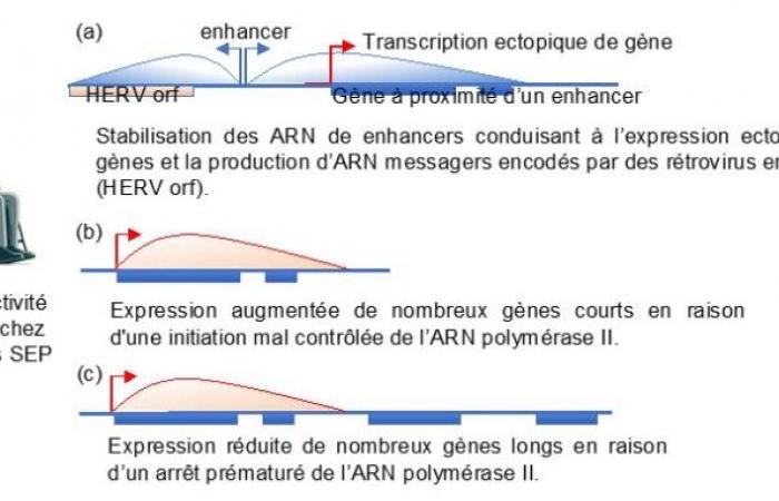 a defect in the reading of genes highlighted ????