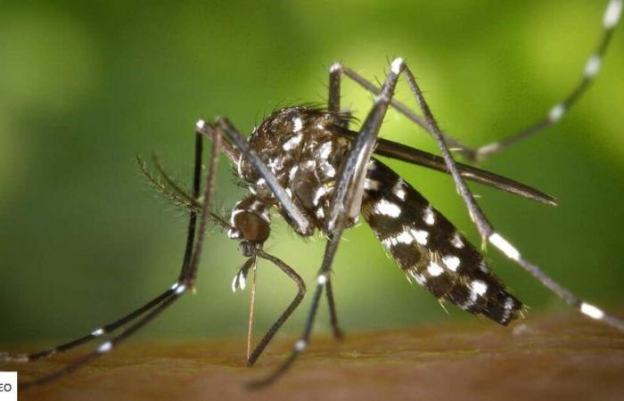 When silence kills love: how deafening mosquitoes can stop epidemics