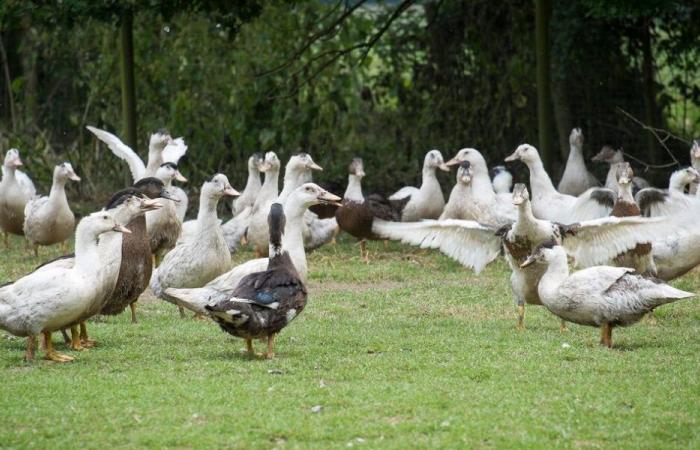 Despite vaccination, a first declared outbreak of avian flu in the Landes – Angers Info