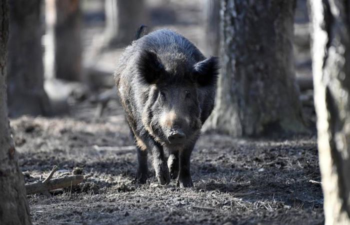 The composition of USON, Auchan which will disappear from Nièvre, an investigation opened against Slimane… The news to remember from this Thursday