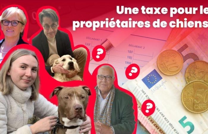 Tax dog owners in 2025? In the Oise, what do you think? “They better tax stupidity!”