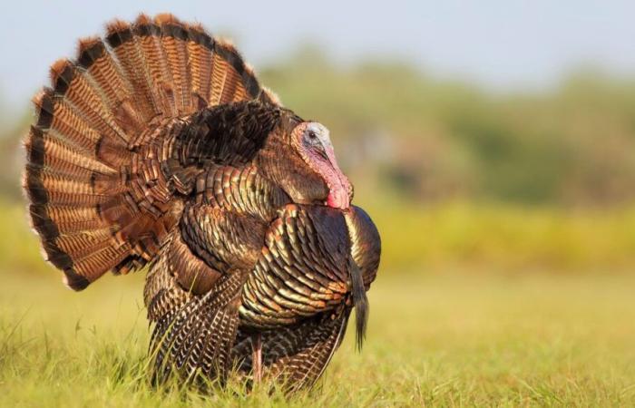 The turkey's head can change color