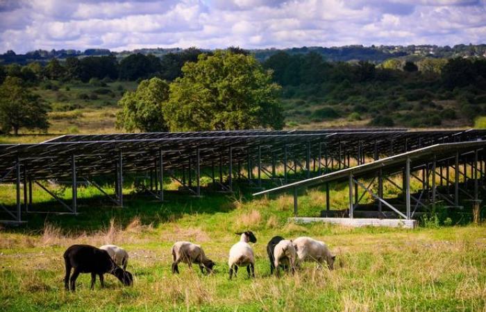 Allocation of agricultural land: these three cases which are shaking up the countryside in Corrèze