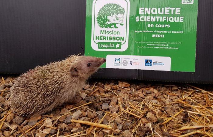 Lapenne. Hedgehog mission and meeting around the birds of Ariège