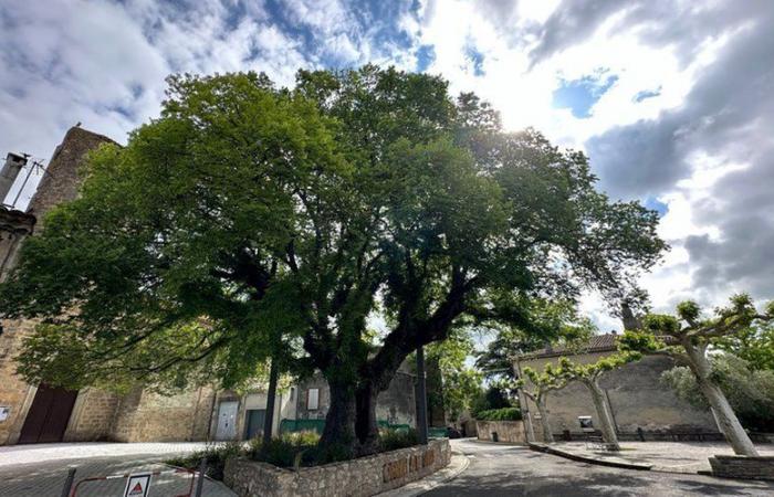 Will one of the specimens from Aude win the “Miss France of Trees”? The National Forestry Office organizes the Tree of the Year competition