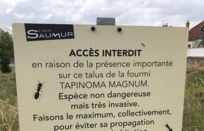 Invasive ants have not gained ground in Saumur but the fight continues