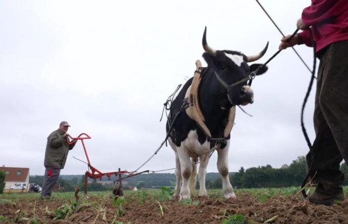 VIDEO – Cattle traction in France: rebirth of an ancestral agricultural practice