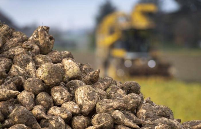 In the midst of transition, Swiss beet growers expect a mixed harvest this year